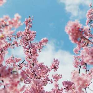 东条夏有无码电影
